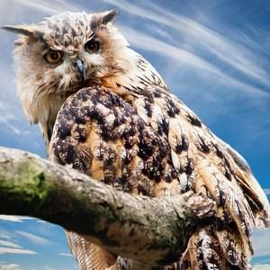 Meet your Posher, Lenora